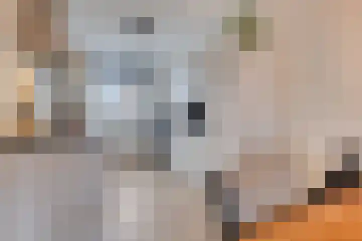 Veenraden 4 Veenendaal thumbnail 11
