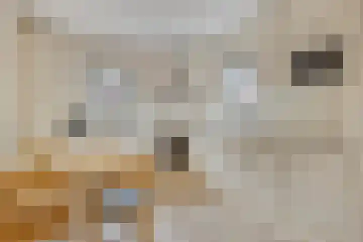Veenroede 1 A Emmer-Compascuum thumbnail 21