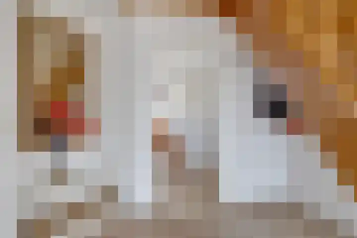 Veenroede 26 Emmer-Compascuum thumbnail 8