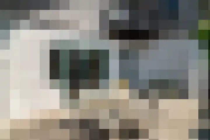 Veense Put 50 Veen thumbnail 6