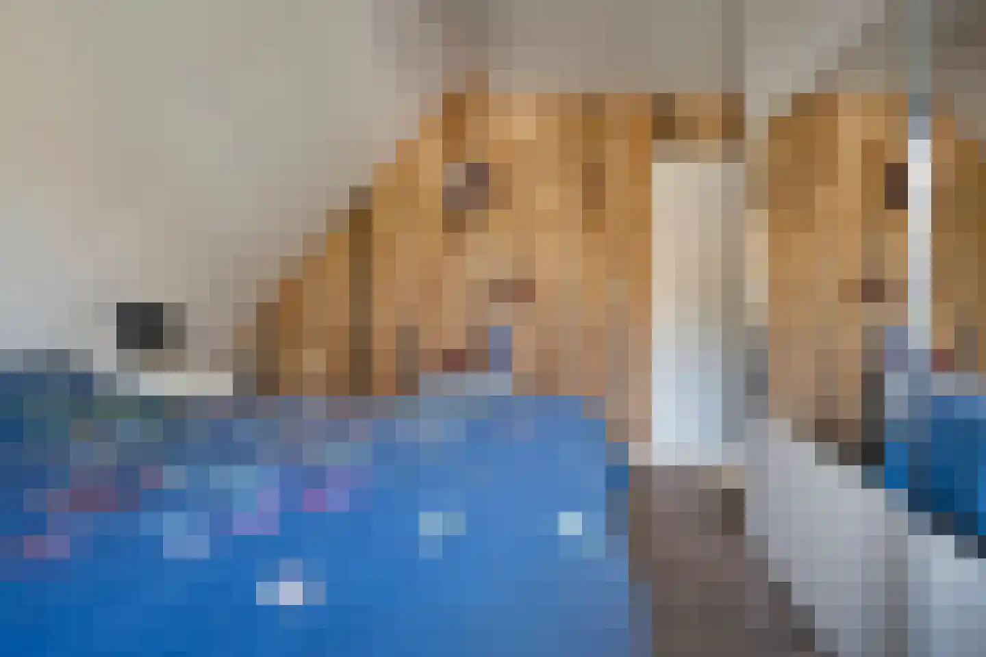 Veenslag 13 Nieuwleusen thumbnail 30