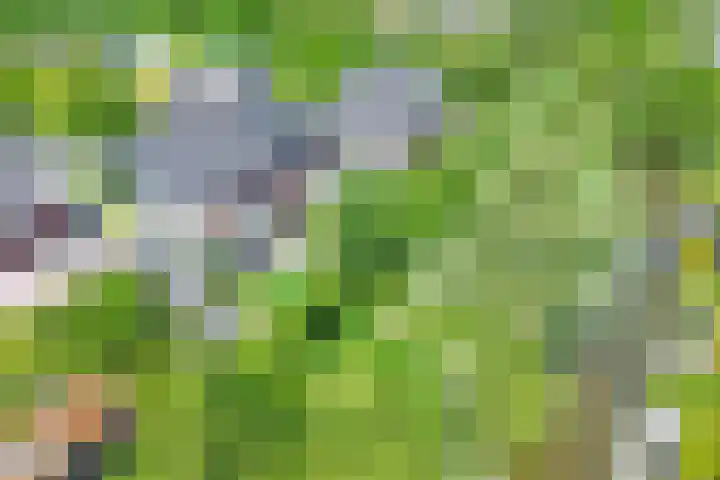 Veenslagen 30 Amersfoort thumbnail 53