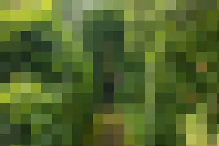 Veenslagenweg 176 Hoevelaken thumbnail 37