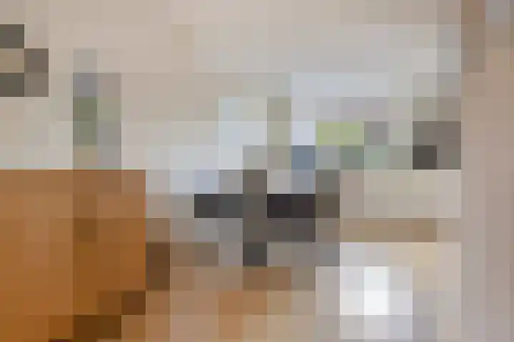Veentien 12 Meppel thumbnail 10