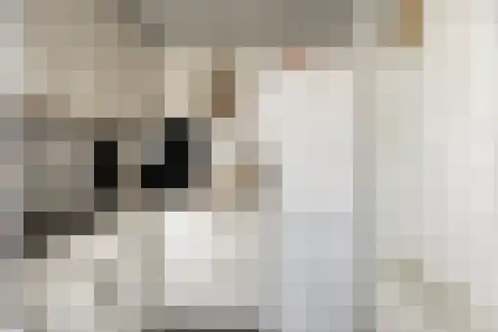 Veentien 12 Meppel thumbnail 16