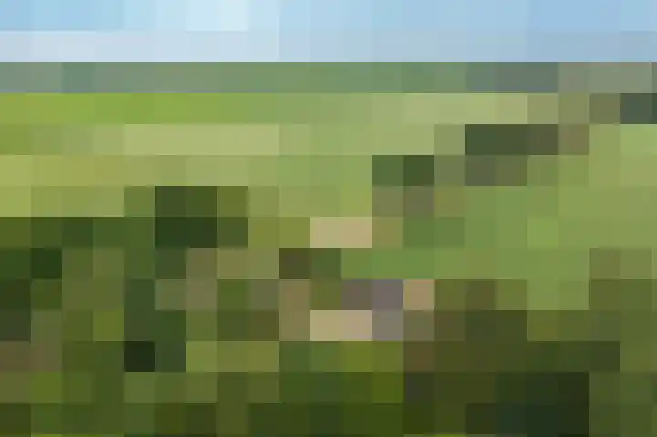 Veenweg 24 Westerlee thumbnail 33