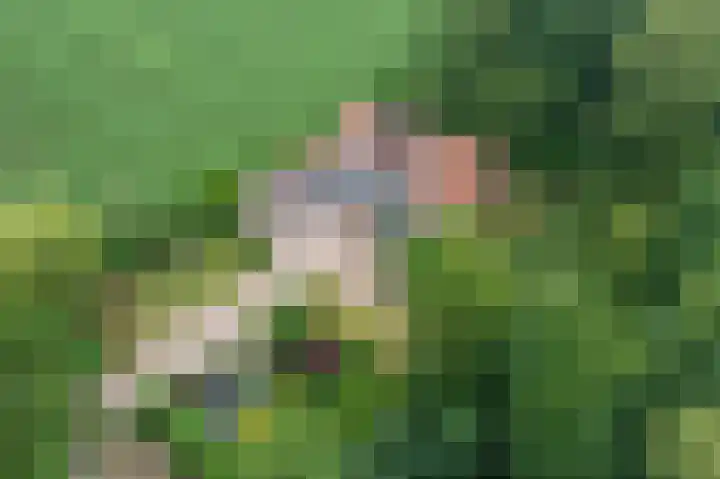 Veenweg 24 Westerlee thumbnail 34