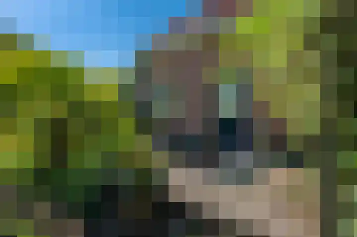 Veenweg 24 Westerlee thumbnail 40