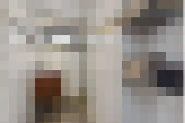 Veenweg 30 Nootdorp thumbnail 12