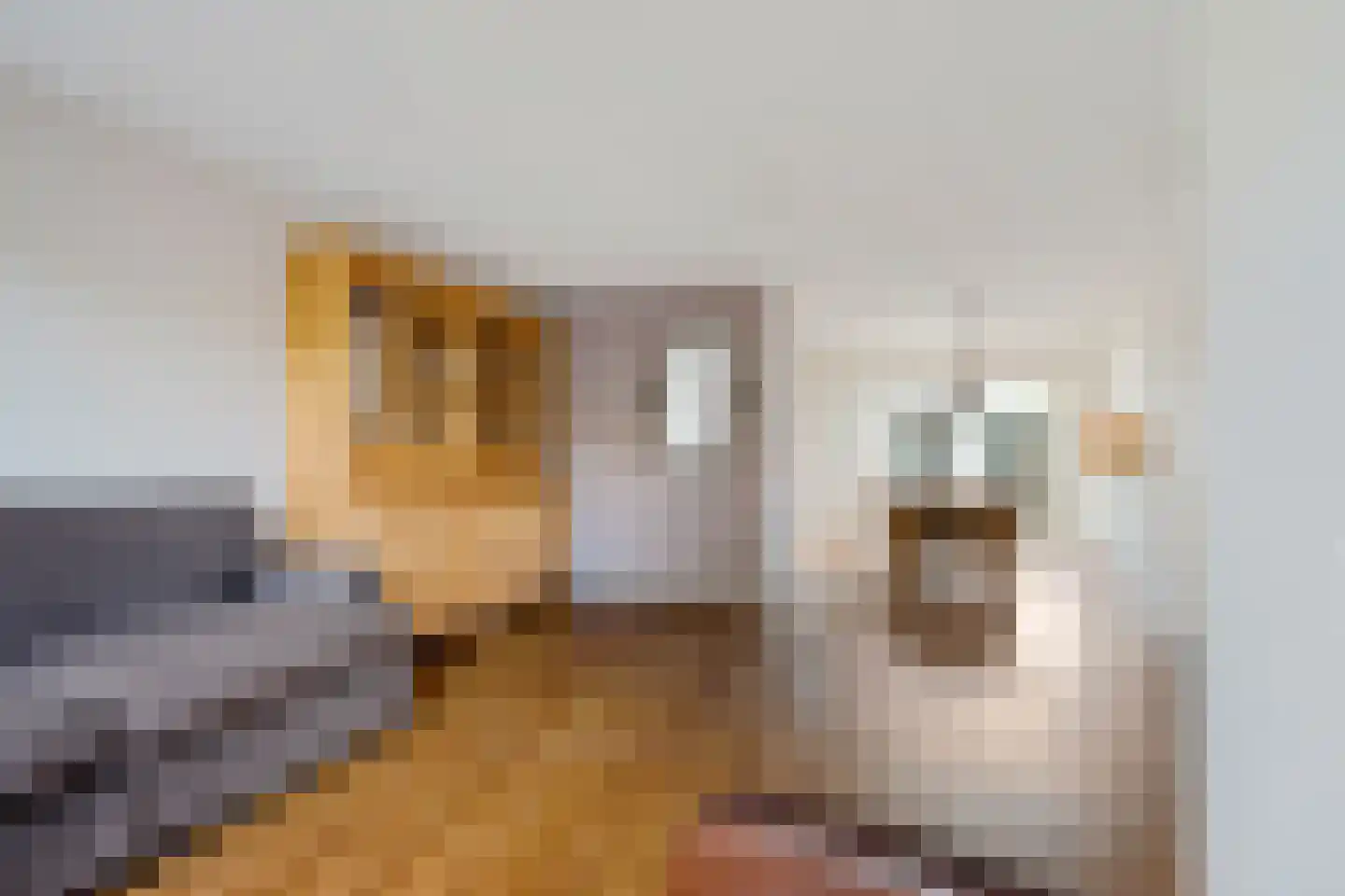 Veenwortel 25 Roden thumbnail 21