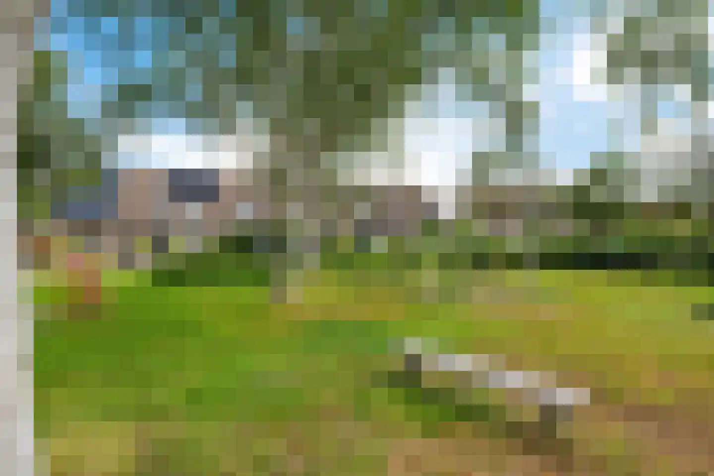 Veenwortel 25 Roden thumbnail 8