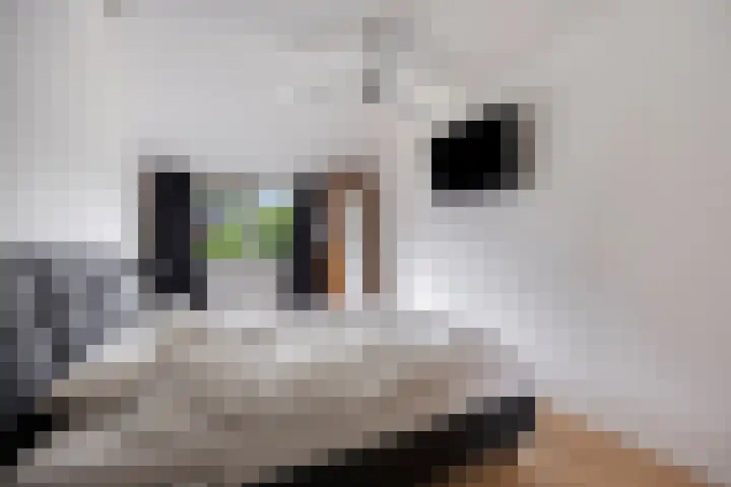 Veenzoom 39 Gouda thumbnail 13