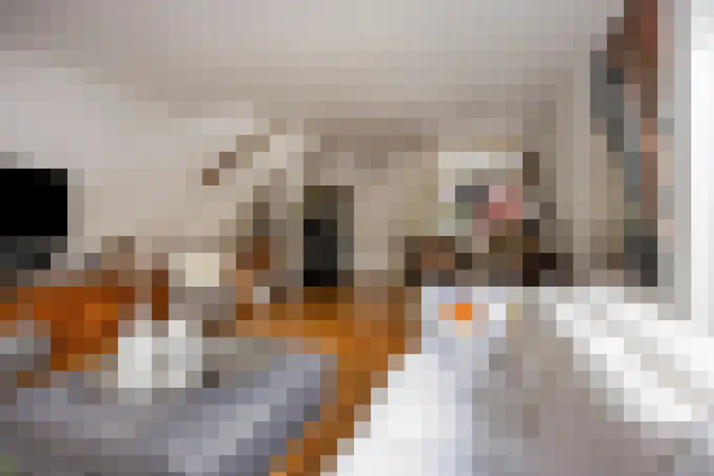 Veenzoom 39 Gouda thumbnail 6