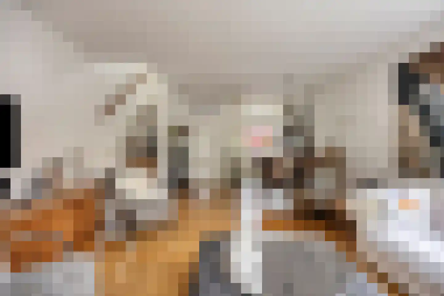 Veenzoom 39 Gouda thumbnail 7