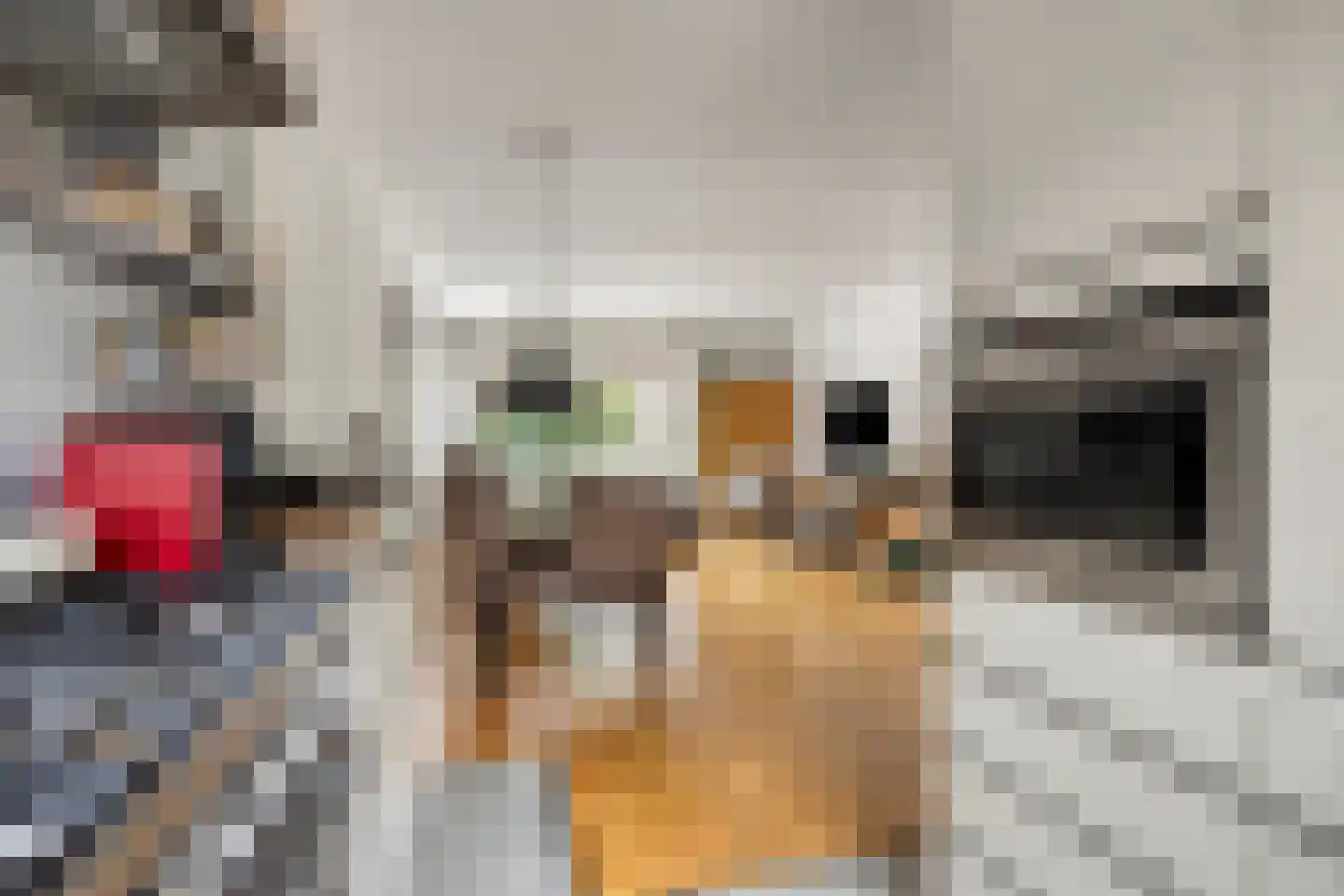 Veenzoom 39 Gouda thumbnail 9
