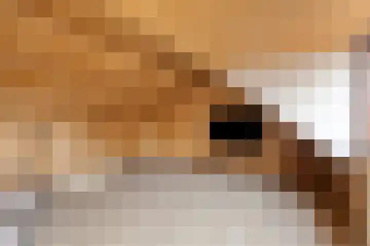 Veer 69 Zaamslag thumbnail 12