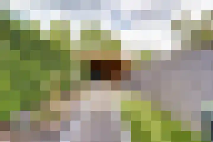 Veerdam 25 Kinderdijk thumbnail 29