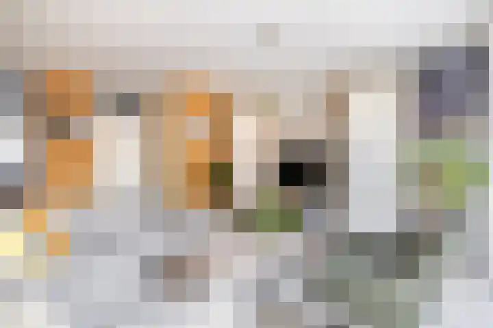 Veerman 48 Spijkenisse thumbnail 11