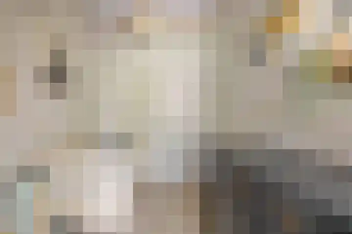 Veersesingel 204 Middelburg thumbnail 34