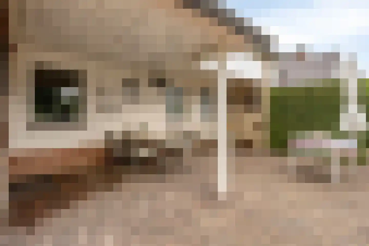 Veerstraat 16 Erp thumbnail 41