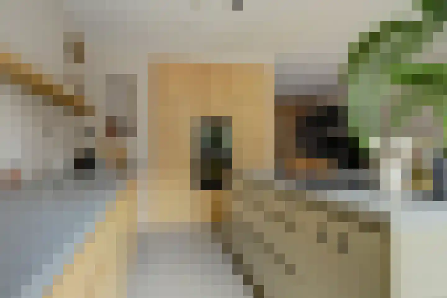 Veertakker 11 Alkmaar thumbnail 20