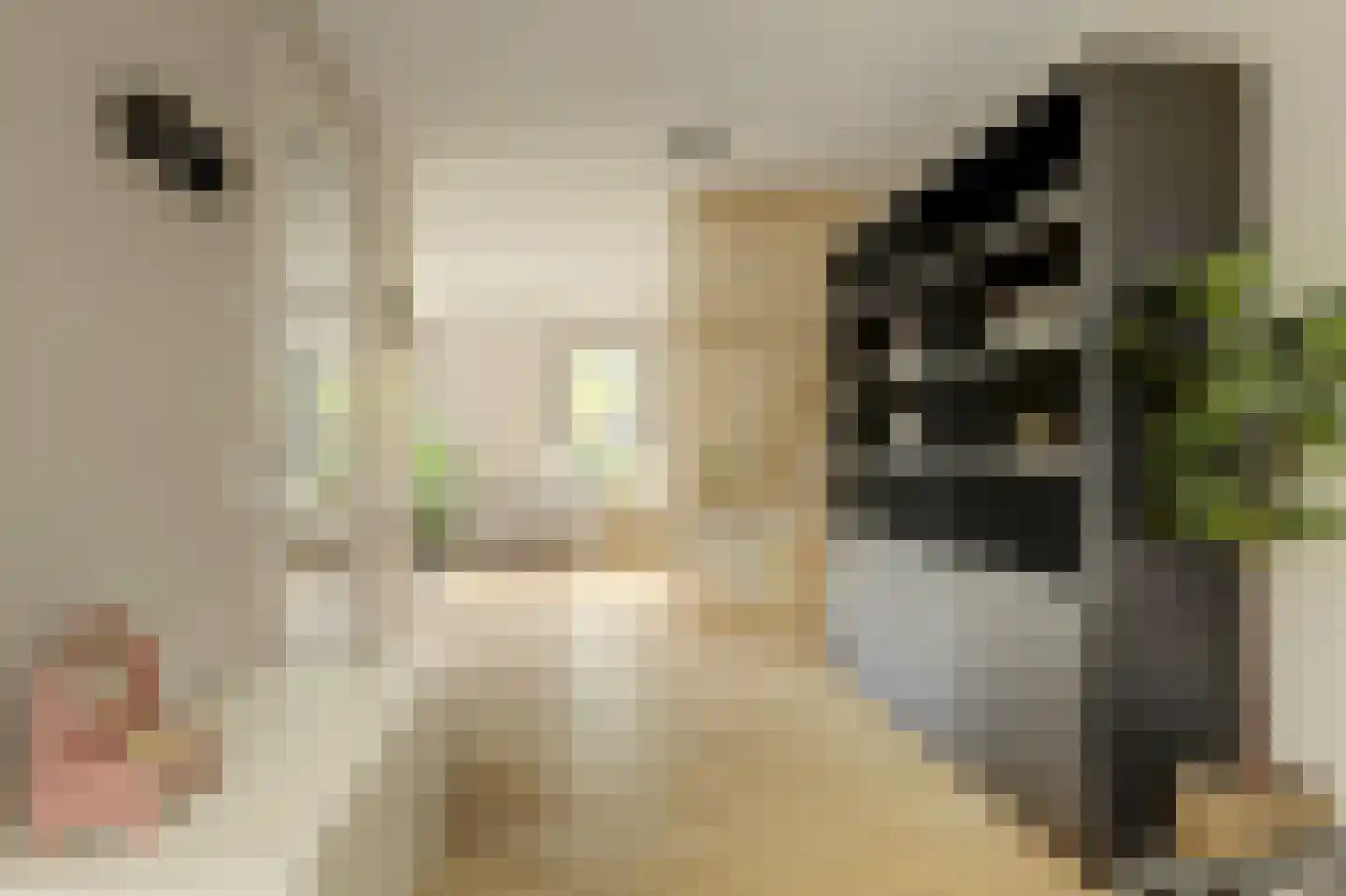 Veertakker 11 Alkmaar thumbnail 8