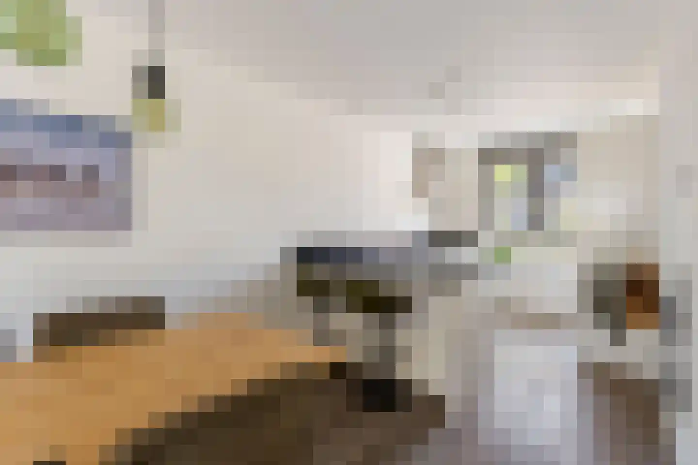 Veertakker 6 Alkmaar thumbnail 9