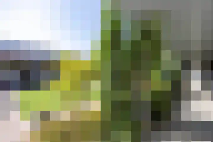 Veertels 10 Riel thumbnail 9