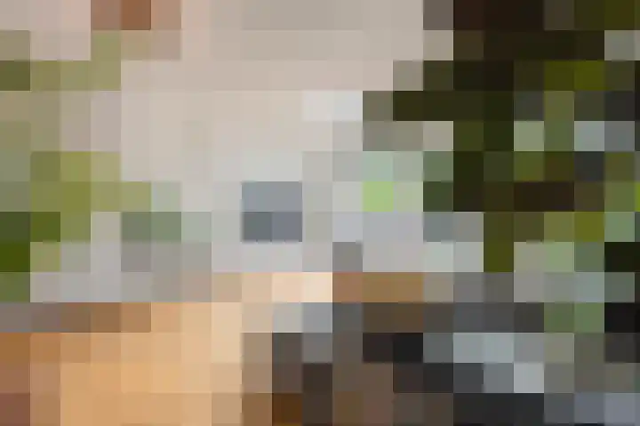 Veertien Hond 110 Tiel thumbnail 16
