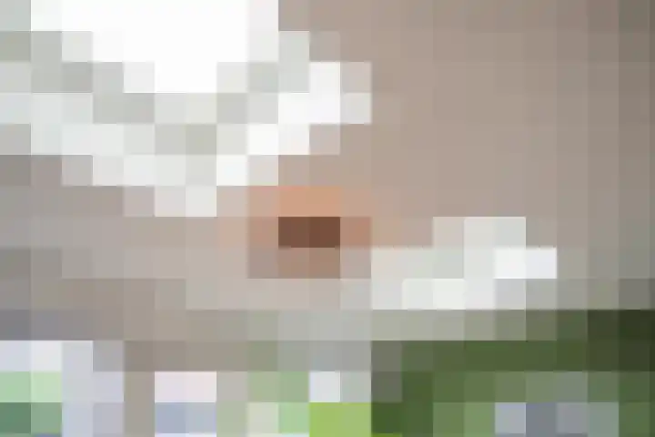 Veertien Hond 110 Tiel thumbnail 17