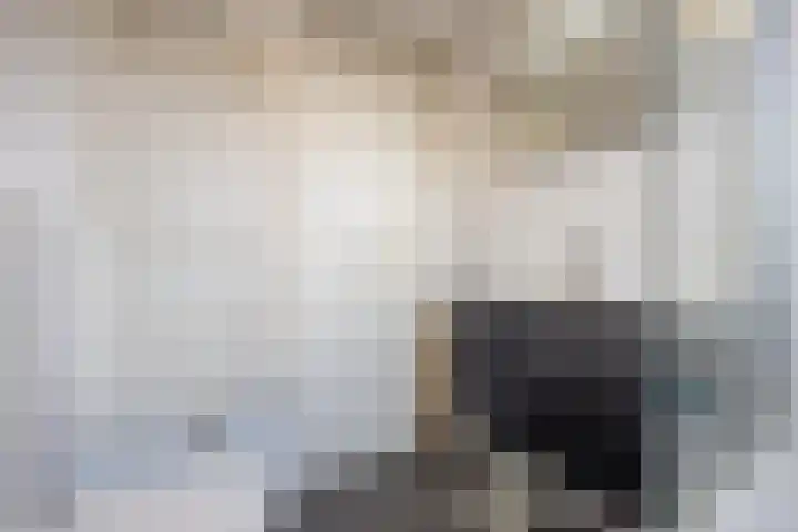 Veertien Hond 110 Tiel thumbnail 47
