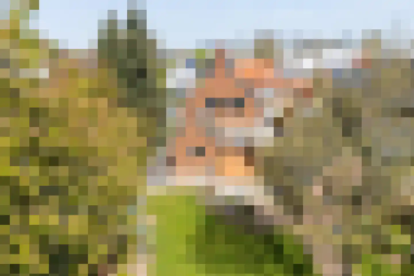 Veestraat 19 Linne thumbnail 31