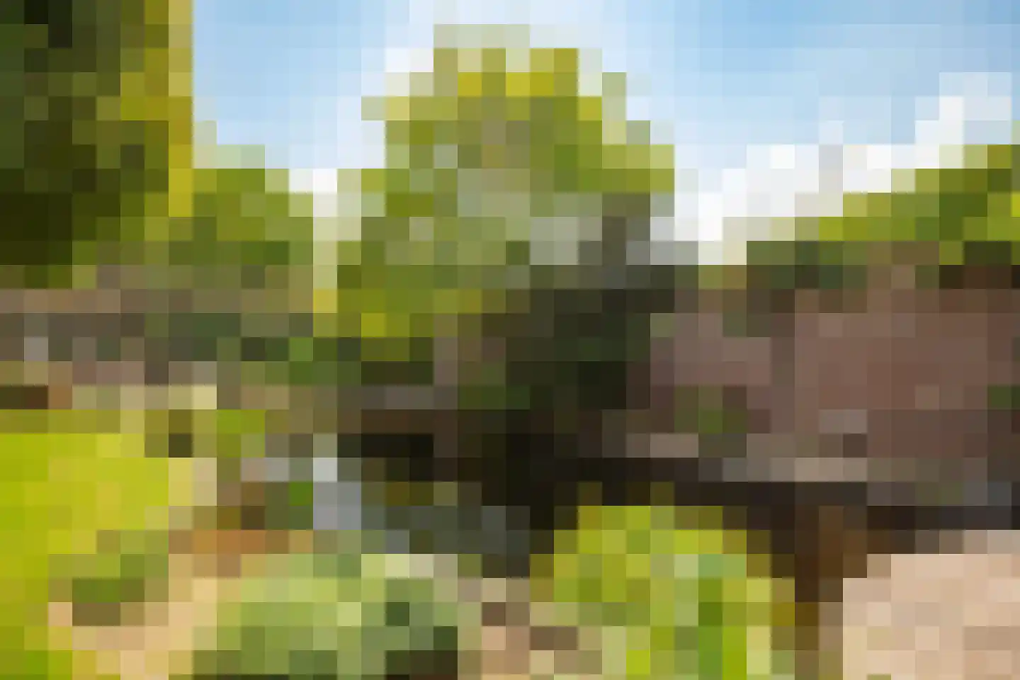 Veestraat 38 Linne thumbnail 30