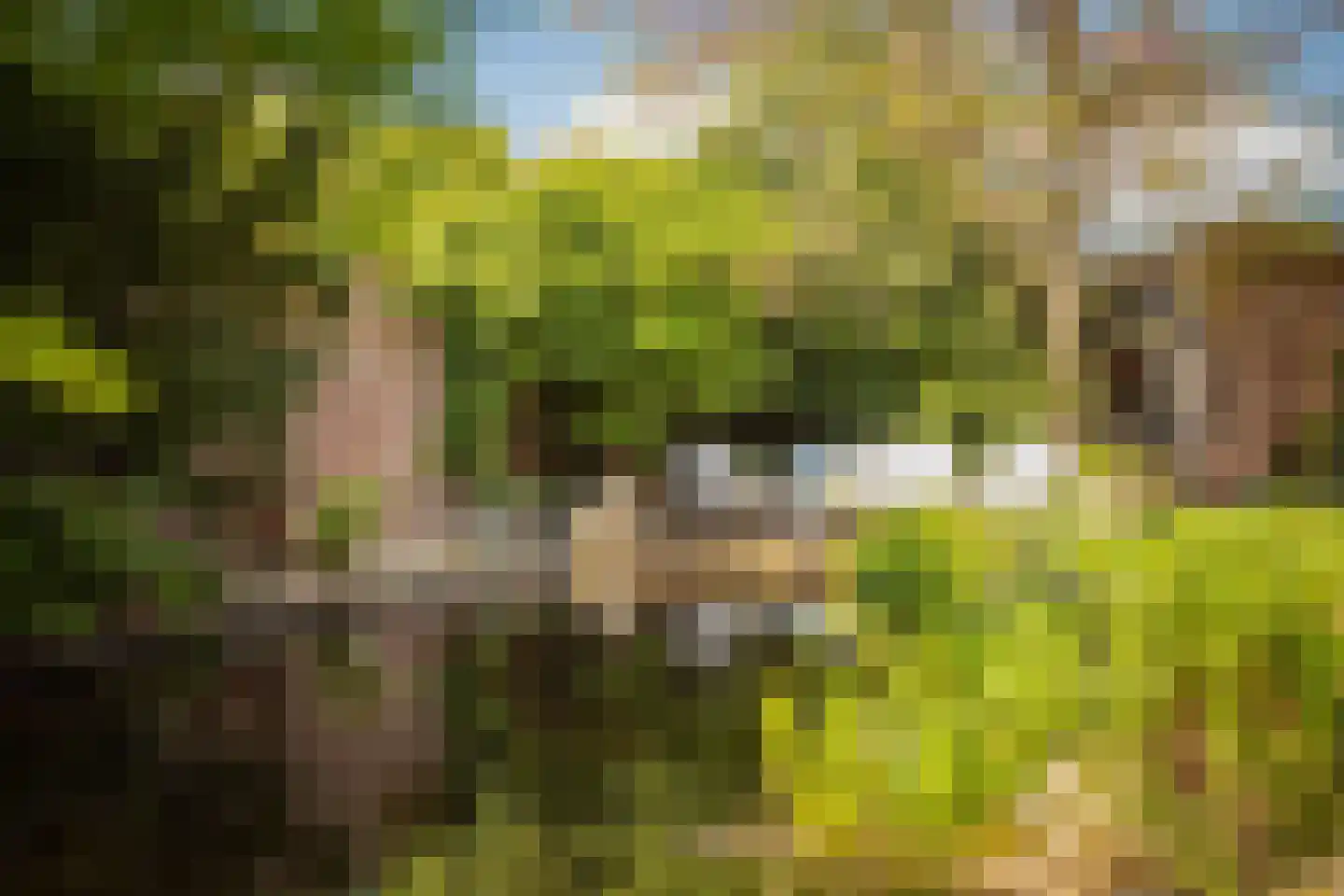 Veestraat 38 Linne thumbnail 32