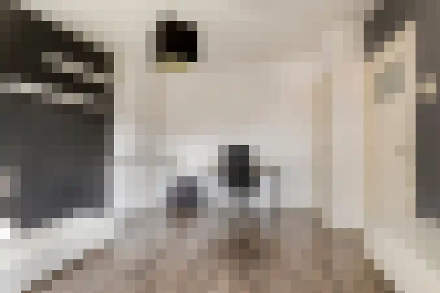 Veestraat 49 Venlo thumbnail 16