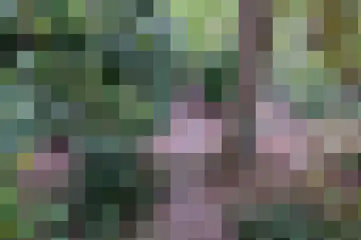 Vegerinkskamp 38 A Bathmen thumbnail 48