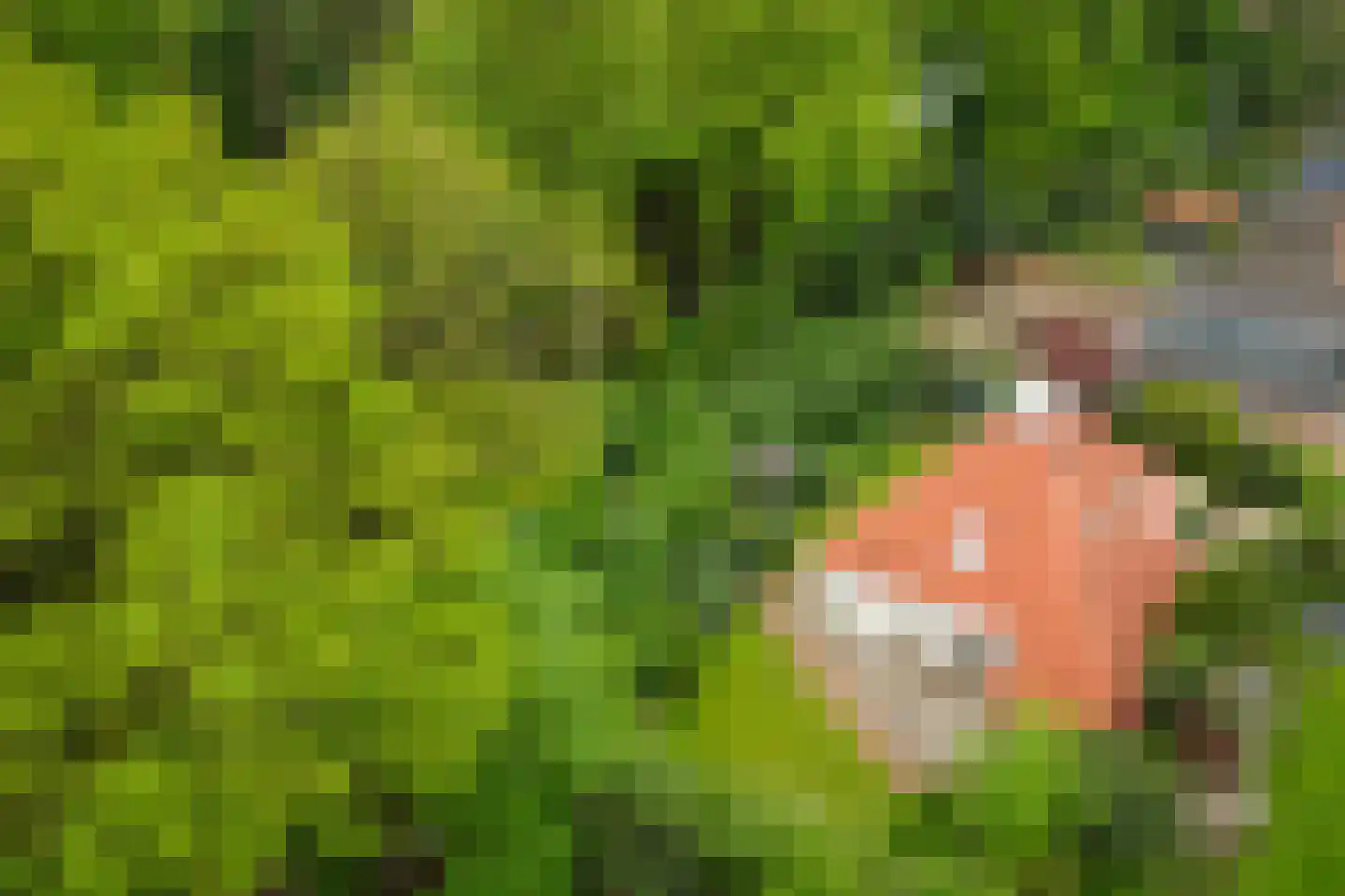 Vegerinkskamp 44 Bathmen thumbnail 39