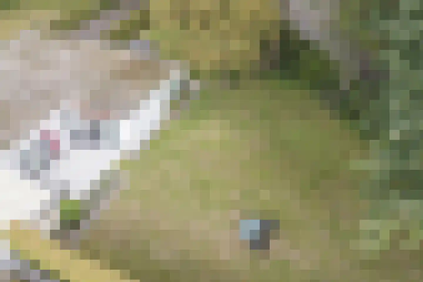 Veilig Oord 12 Bladel thumbnail 68