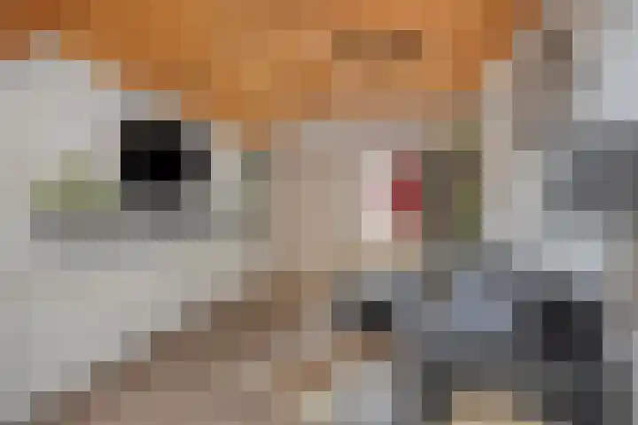 Veilig Oord 44 Bladel thumbnail 31
