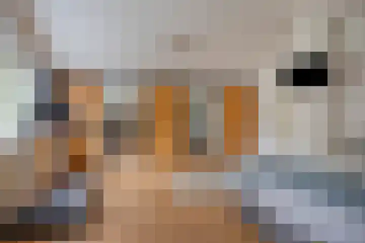 Veilig Oord 44 Bladel thumbnail 39