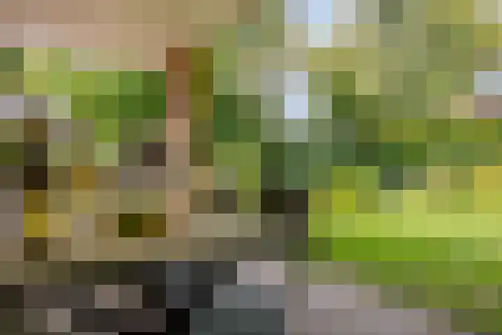 Veilig Oord 44 Bladel thumbnail 50