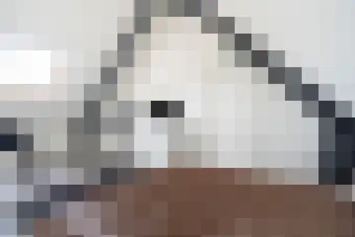 Veilingklok 2 Wijk bij Duurstede thumbnail 63