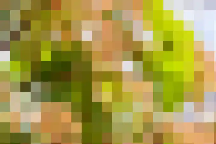 Veilingmeester 32 Wijk bij Duurstede thumbnail 12