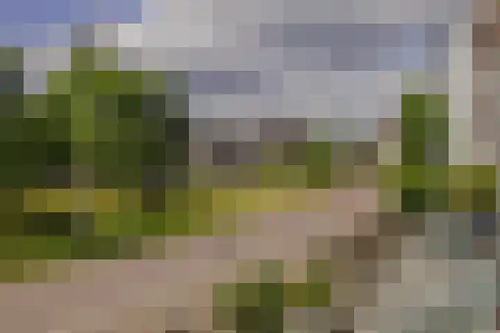 Veilingmeester 32 Wijk bij Duurstede thumbnail 34