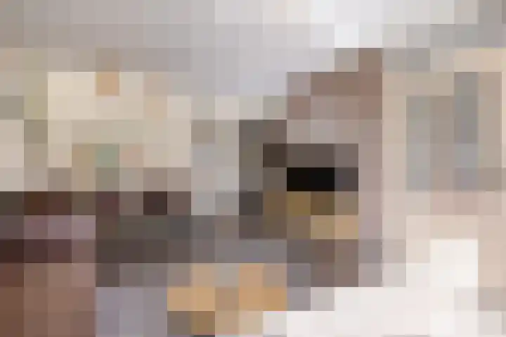 Veilingstraat 169 Uden thumbnail 8