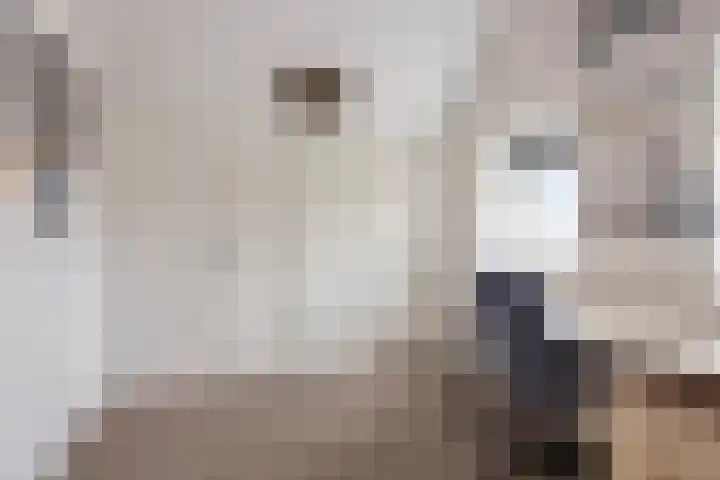 Veilingweg 20 Tuitjenhorn thumbnail 37