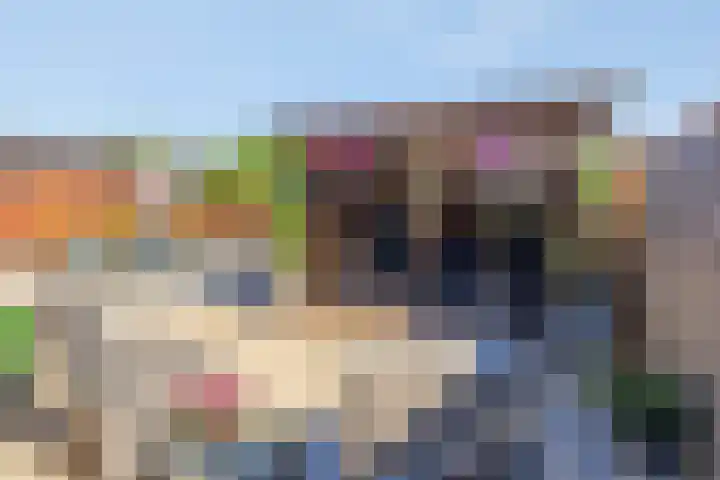 Veilingweg 5 Avenhorn thumbnail 6