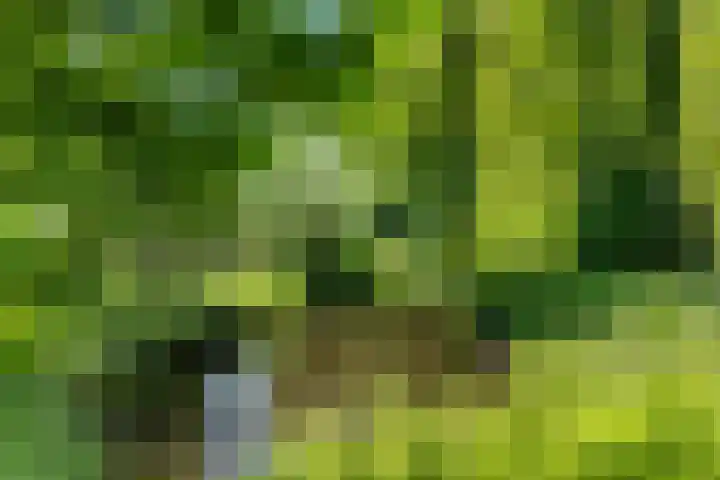 Vekenoord 43 Breda thumbnail 53