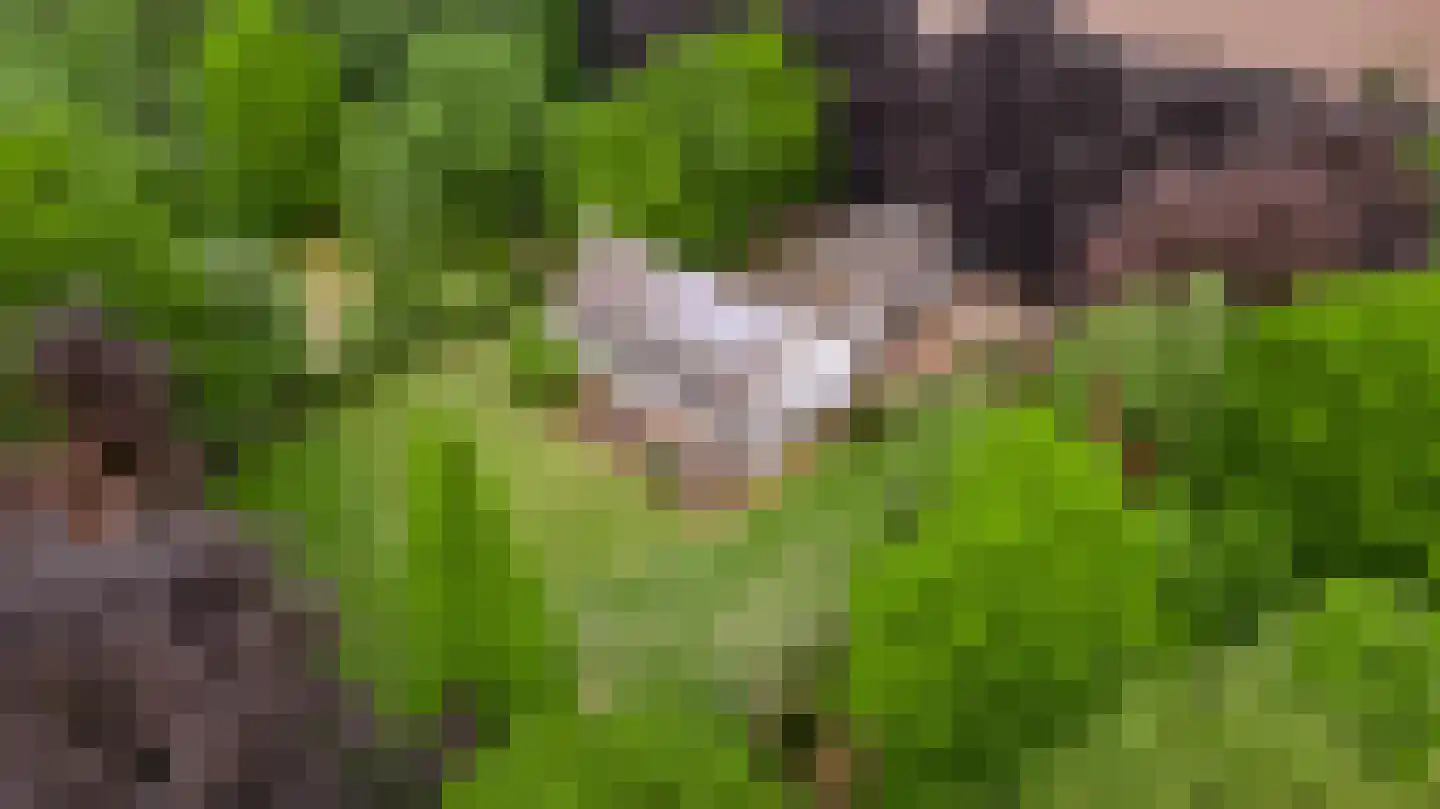 Veld-Oostenrijk 12 Horst thumbnail 11