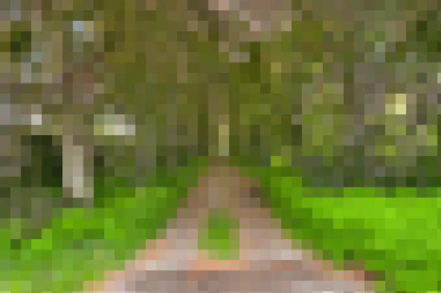 Veld-Oostenrijk 12 Horst thumbnail 20
